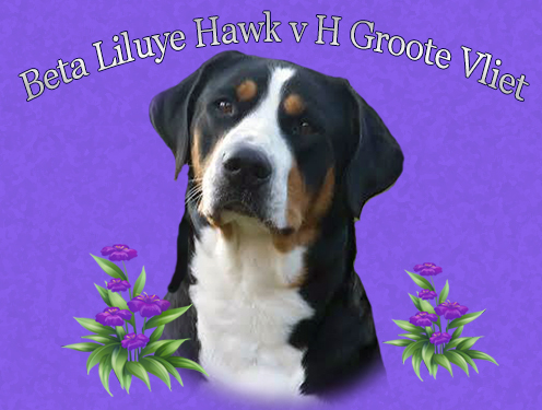 Beta Liluye Hawk v H Groote Vliet