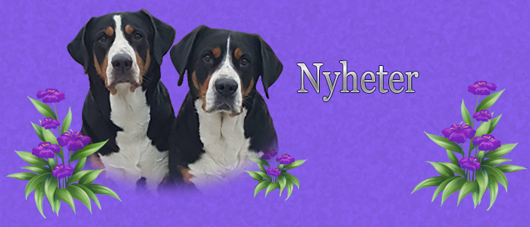 Nyheter