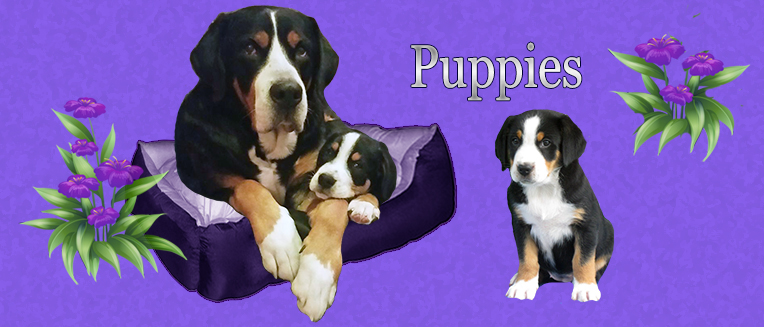 Puppies